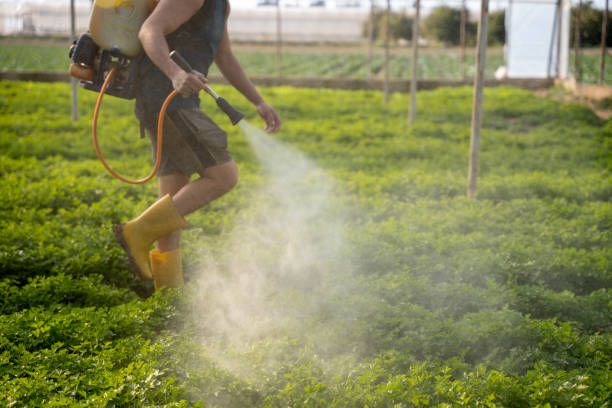 Best Ant Control Services  in Mechanicsville, MD