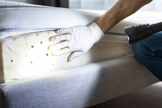Best Local Pest Control Services  in Mechanicsville, MD