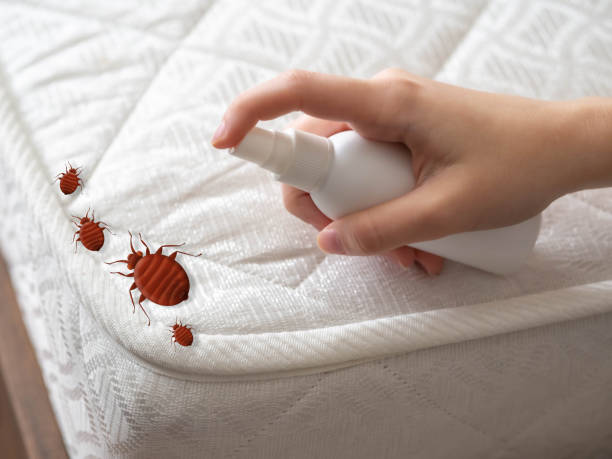 Best Termite Control Services  in Mechanicsville, MD